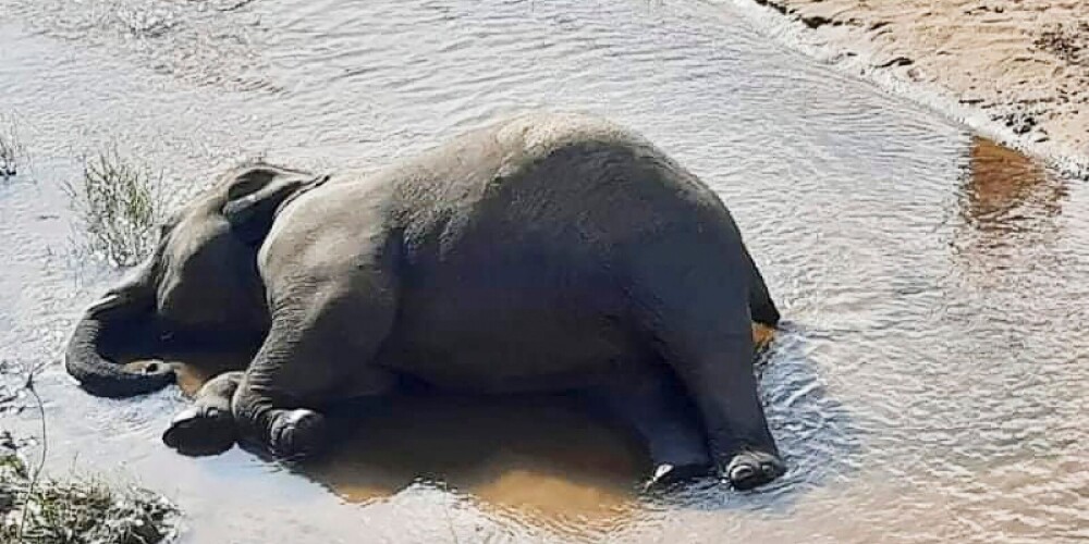 Botsvānā mistiskos apstākļos miruši vairāk nekā 350 ziloņi
