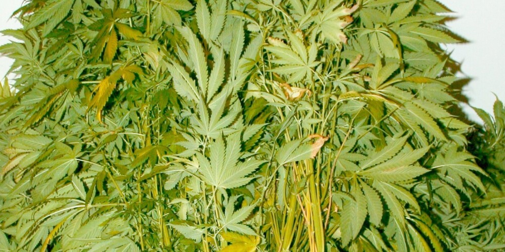 Privātīpašumā Tukuma novadā atrod desmit kilogramus nežāvētas marihuānas
