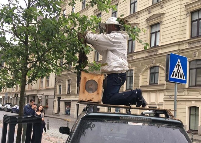 Policisti saņem neparastu izsaukumu uz Rīgas centru, kur ielu krustojumā iemitinājies bišu spiets