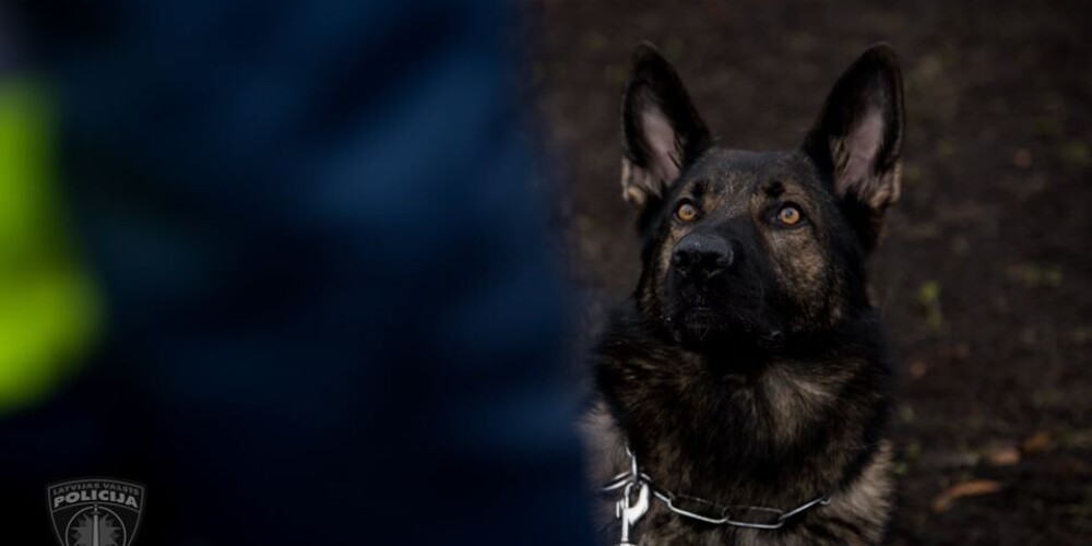 Полиция рассказала, что грозит жителю Латгалии, забившего до смерти собаку