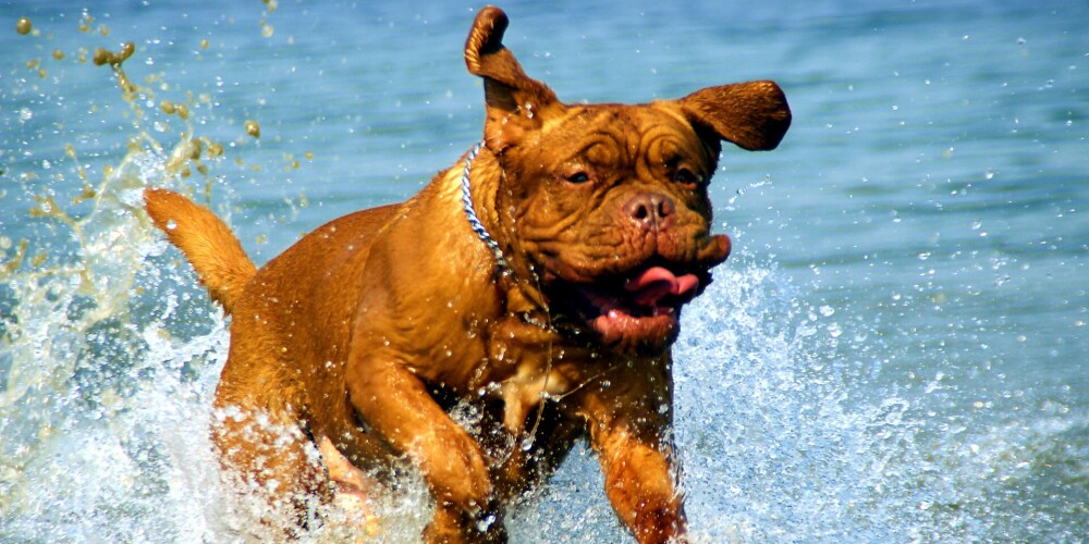 Suņu peldes: kā izvēlēties peldvietu? Ko darīt, ja suns baidās no ūdens