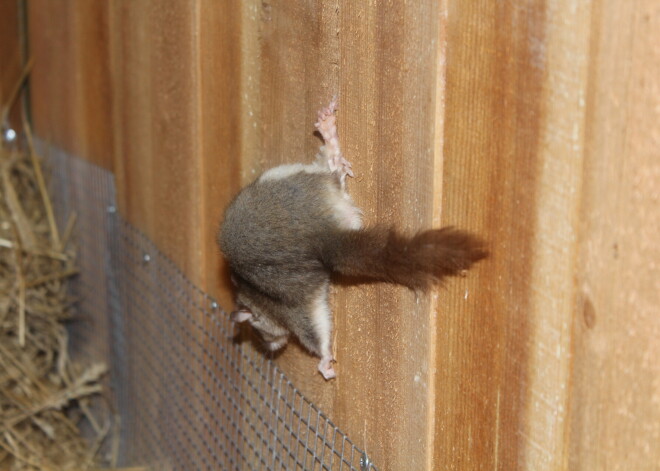 Līgatnes dabas takās jaunas mājas raduši septiņi lielie susuri (Glis glis), kuri līdz šim dzīvoja Rīgas zooloģiskajā dārzā.