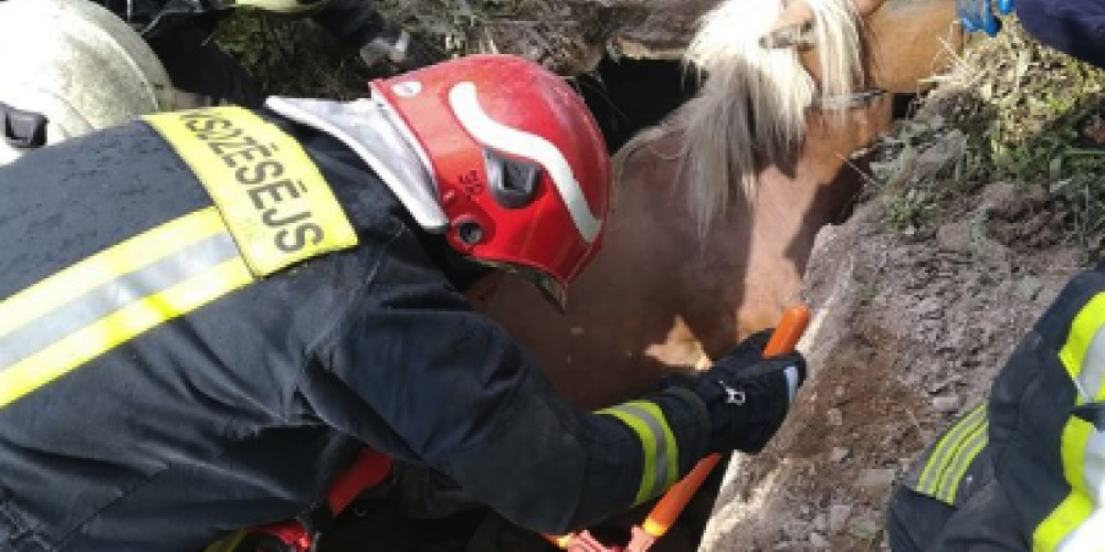FOTO: glābēji steidz palīgā netipiskā situācijā nonākušam zirgam