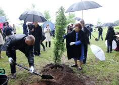 FOTO: Levits un Vīķe-Freiberga iestādījuši veltījuma ozolus Likteņdārzā