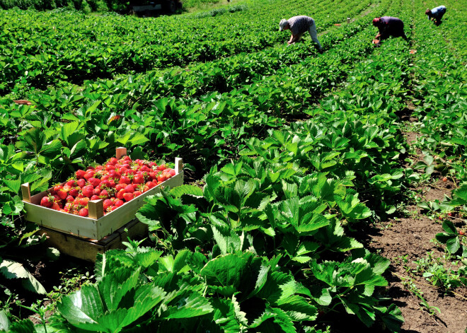 Laukos trūkst darbaroku, darba sludinājumos – piedāvājumu