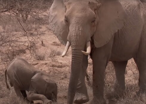 Болезнь, убившая больше 300 слонов в Южной Африке, может перекинуться на людей