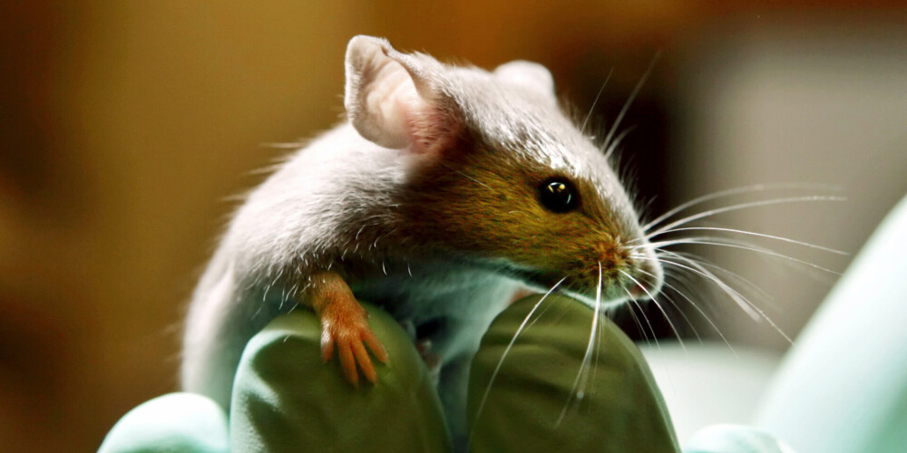 Emocionāli smagā masu slepkavošana: kā pētniekiem nācās tikt vaļā no laboratorijas pelēm