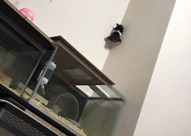 Foto ar kāmīti, kurš izplānoja drosmīgu bēgšanas plānu, padarījusi viņu par interneta slavenību