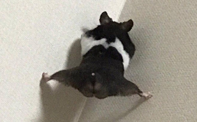 Dzīvnieks bija uzrāpies pa sienu, atbalstoties pret to ar savām mazajām ķepiņām.