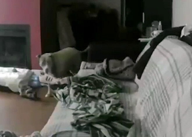 Saimnieks ieraudzīja, ko vienatnē dara suns, un tagad viņi vienmēr visur būs kopā