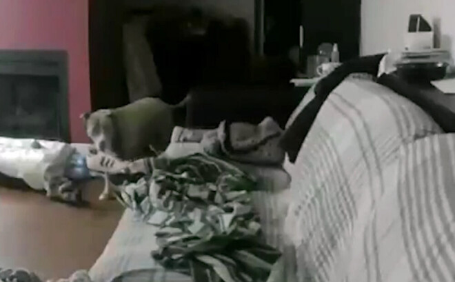 Drūmais suns tik ļoti skuma pēc saimnieka, ka dīvānā sev līdzi atnesa viņa kurpi.