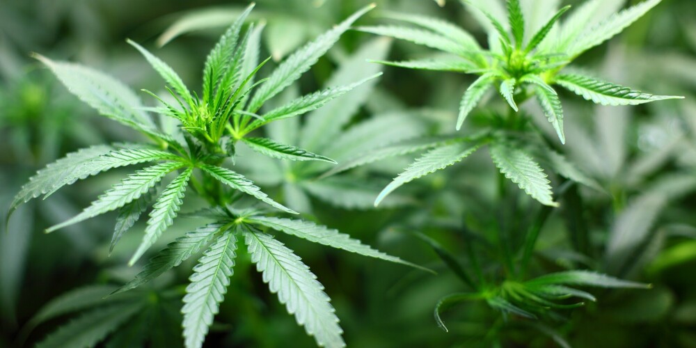 Policija Madonā likvidē marihuānas audzētavas