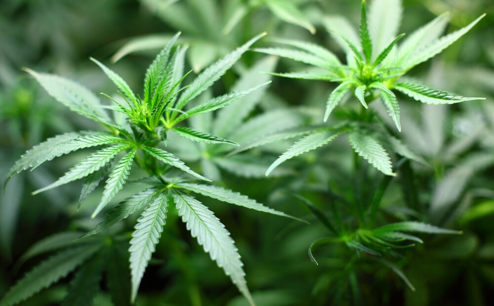 Policija Madonā likvidē marihuānas audzētavas