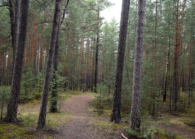 Daugavpils novadā iepriekš bezvēsts pazudis vīrietis atrasts nošauts mežā