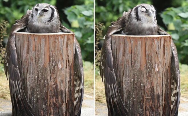 Putns bija nogūlies uz baļķa, apskaujot to ar spārniem.