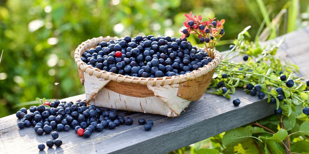 Чем полезны для здоровья плоды синего и черного цвета и как разнообразить ими свой рацион