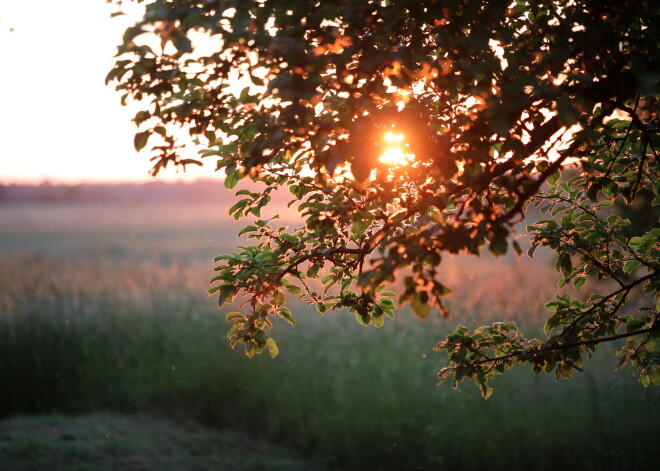 Температура воздуха ночью местами опустилась до +5 градусов