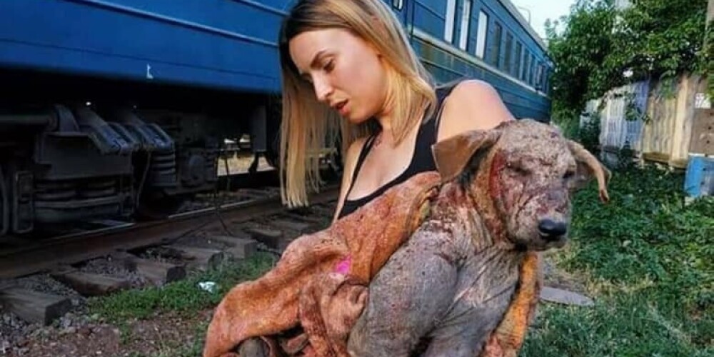 Известную зоозащитницу буквально «порвала» собака, которую она спасала