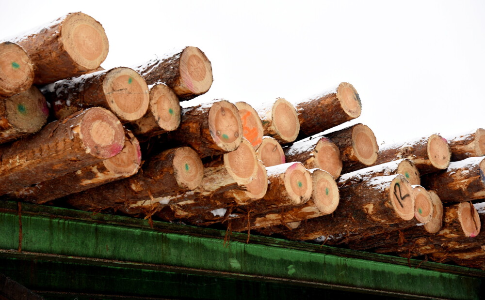 Kokapstrādes uzņēmumi aicina nepadarīt Latviju par vienkāršu apaļkoku pārdevēju Ķīnai