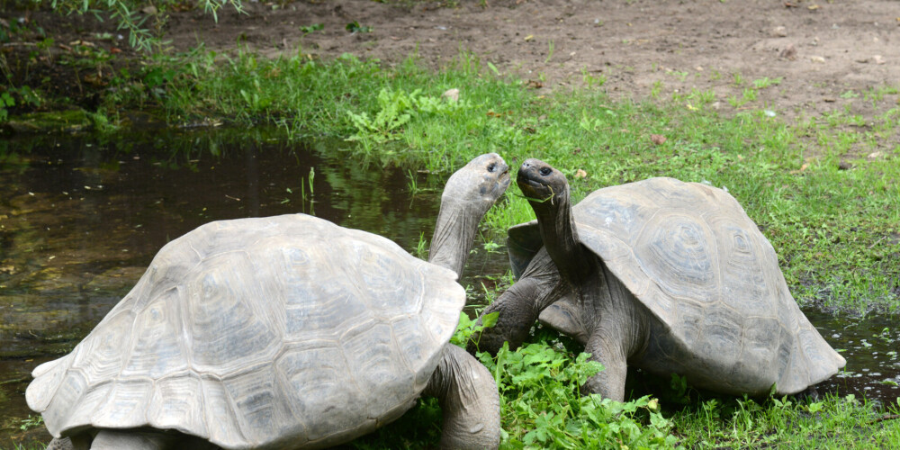 Rīgas Zooloģiskajā dārzā 20. reizi svērs Galapagu bruņrupučus. Atskats uz iepriekšējiem gadiem
