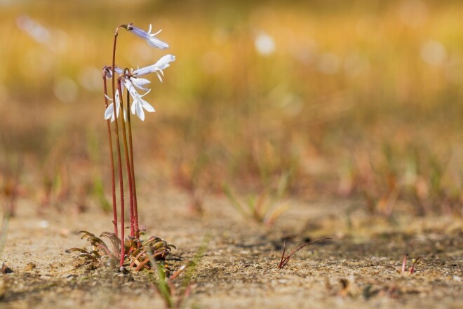 Dortmaņa lobēlija - Lobelia dortmanna.