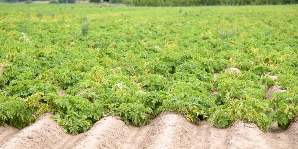 Valsts augu aizsardzības dienests ieskicē problēmas ar kartupeļu ražu; īpaši nepatīkama situācija esot Zemgalē