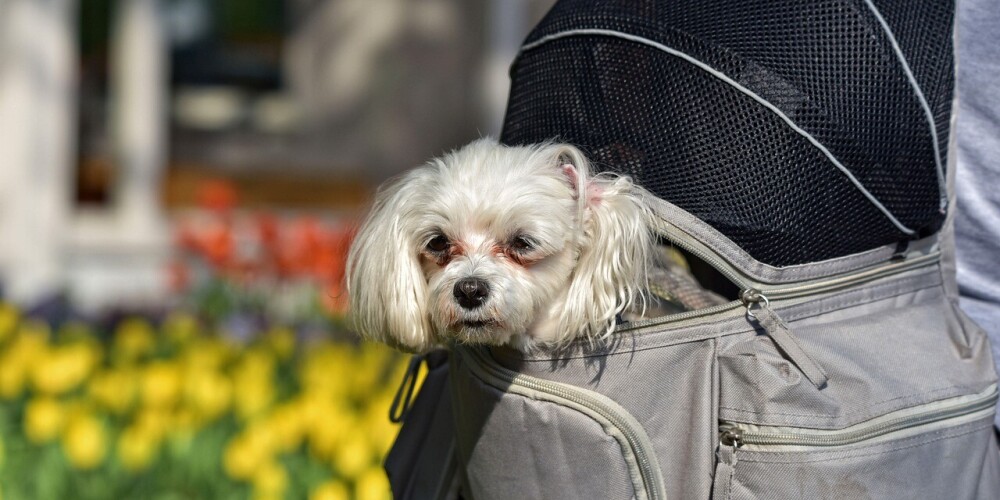 Иллюстративное фото