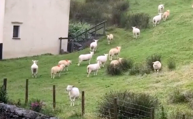 Nav precīzi zināms, kas tieši ietekmēja ganāmpulka uzvedību.