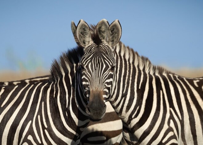 Kādēļ zebras ir strīpainas? Zinātnieki nāk klajā ar jaunu versiju