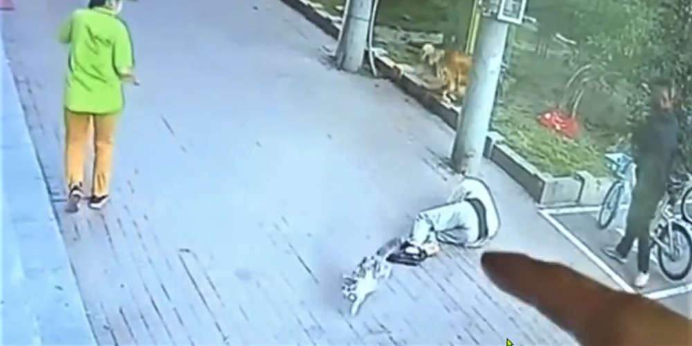 VIDEO: no gaisa krītošs kaķis Ķīnā "izslēdz" sirmgalvi un samulsina viņa suni