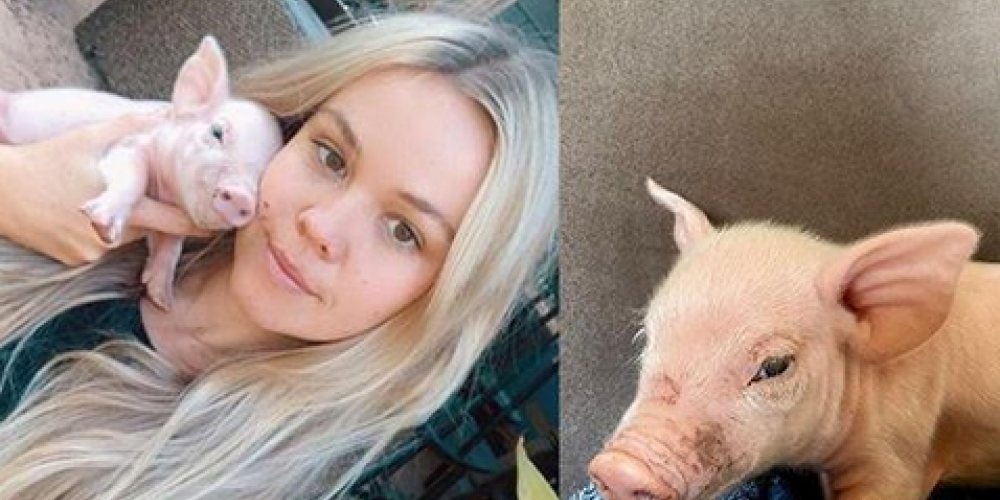 "Instagram" zvaigzne un dzīvnieku aktīviste nozog no fermas sivēnus, lai glābtu viņus no nāves. Tagad stājas tiesas priekšā