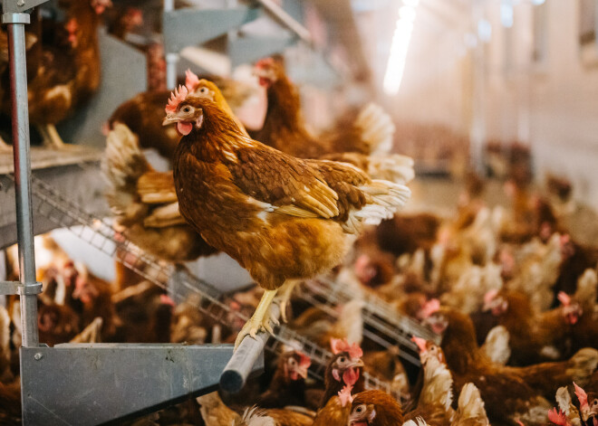 FOTO: "Balticovo" kļūst par lielāko ārpus sprosta turēto vistu olu ražotāju Baltijā; vistas varēs pastaigāties trīs stāvos