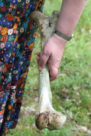 Šajā gadījumā sirds tomēr mierīga – zoologs Vilnis Skuja, apskatījis šo foto, secina, ka tas ir aļņa kauls.