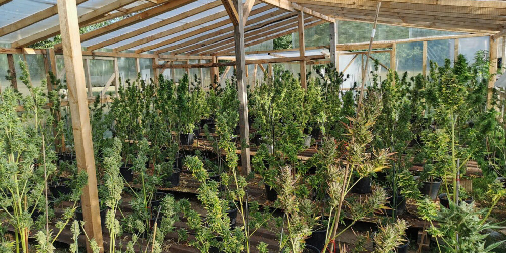 FOTO: Ogres un Dundegas pusē uzietas divas lielas marihuānas audzētavas