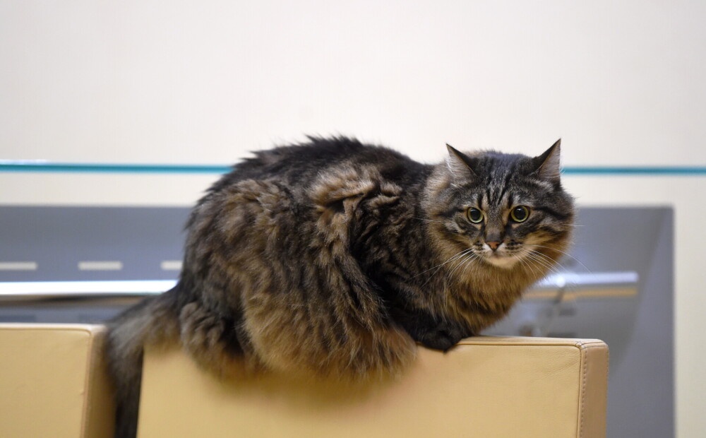 Страшный кот на окне. Почему кошки уходят из дома. Вернется ли кот. Интересные факты обо кошках. Кот загулял.