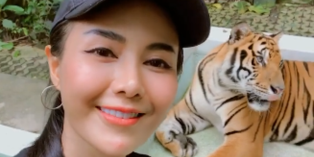 Neiedomājama visatļautība - sieviete Taizemē izpelnās bargu kritiku par izdarīto tīģerim brīdī, kad kopā ar viņu uzņēmusi fotogrāfijas