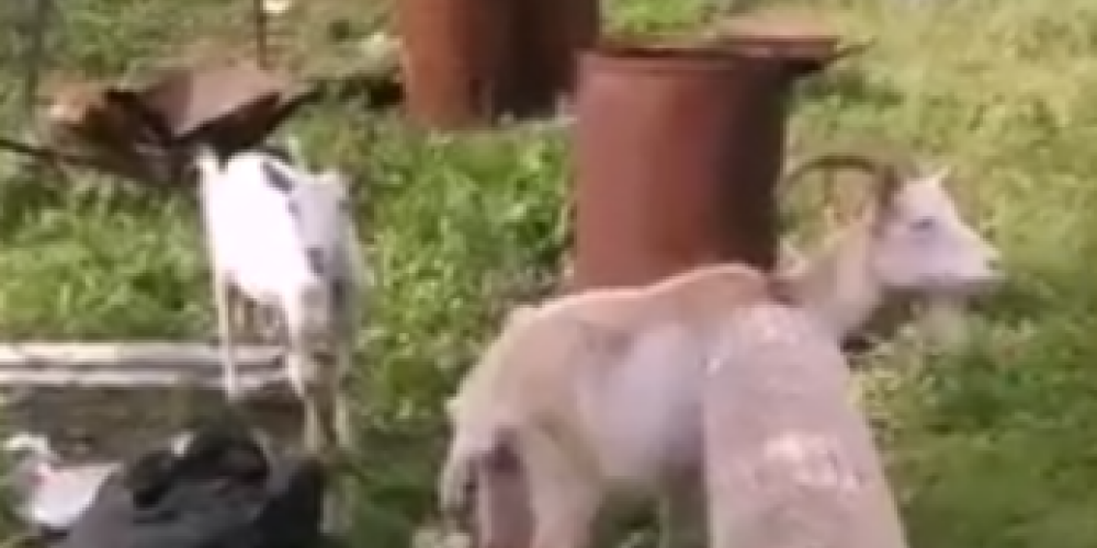 VIDEO: Rumbulas dārziņos konstatē cietsirdīgu izturēšanos pret kazām