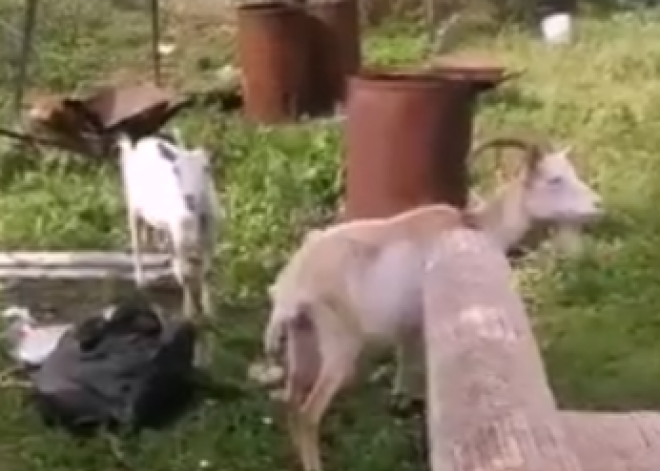 Видео: на огородах Румбулы нашли замученных коз, спасти удалось не всех