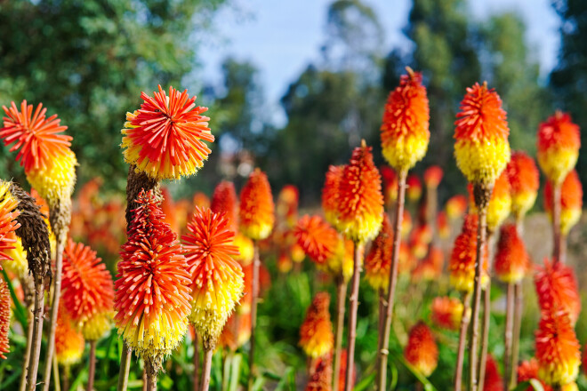 Kā izaudzēt pašam savu raķešpuķi? Atliek vien mazo sēkliņu martā ievietot mitrā substrātā, pārklāt ar pārtikas plēvi un mitrināt augsni, kad tā sāk izžūt. Tiklīdz stādam ir izaugušas divas īstās lapas, to izpiķē, vēlams 1 litru lielā traukā.