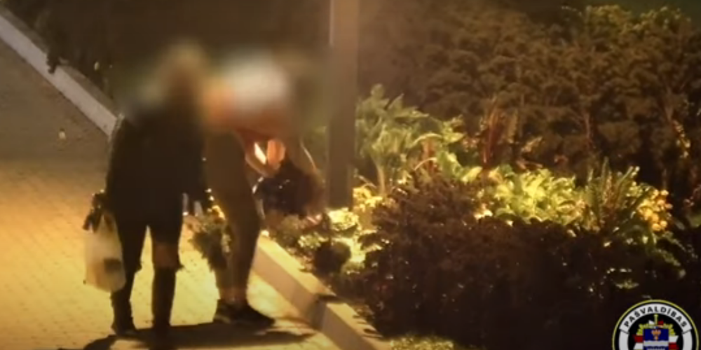 Daugavpils huligānes ar visām saknēm plēš apstādījumu puķes un tās lidina pa gaisu. VIDEO