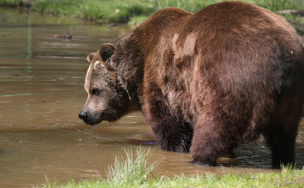 Up to 70 bears could live in Latvia;  tips on what to do if you happen to encounter a bear