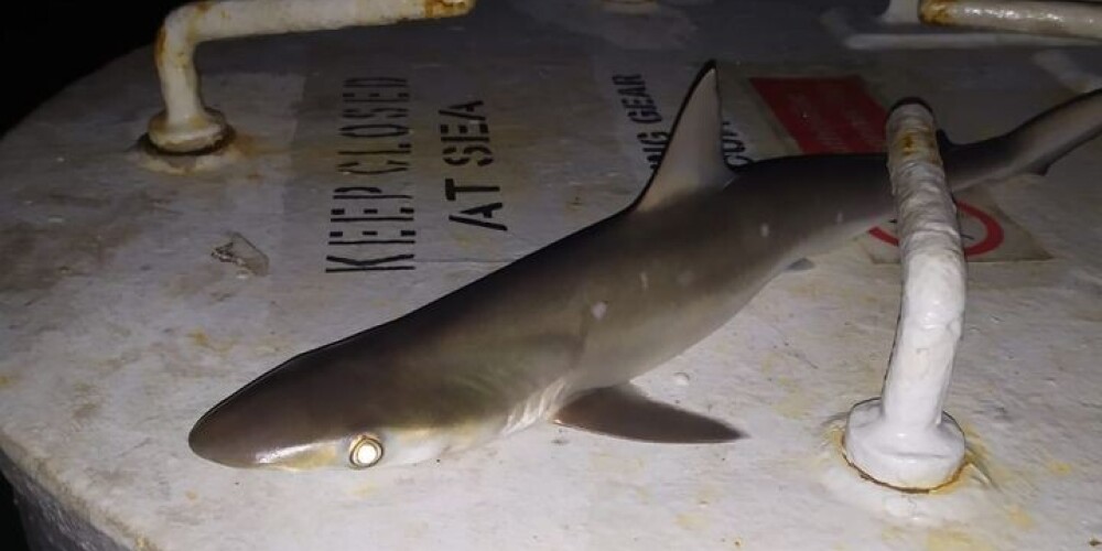 Liepājas kanālā notverta haizivs!? Pilsētnieki satraukušies par mūspusē neredzētu jūras briesmoni