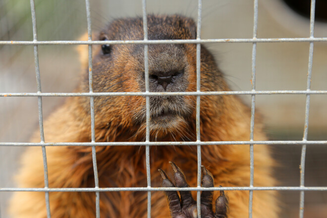 Alsungas novadā ir audzētava ar 36 murkšķiem.