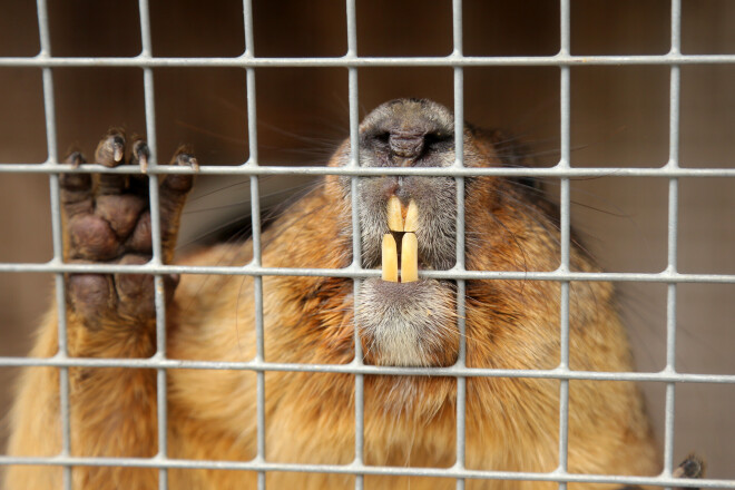 Alsungas novadā ir audzētava ar 36 murkšķiem.