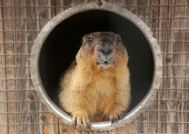 Murkšķu dienas gaidās: ciemos pie 36 dzīvnieciņiem Alsungā