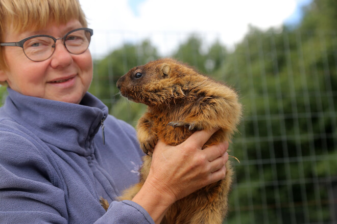 Alsungas novadā ir audzētava ar 36 murkšķiem.