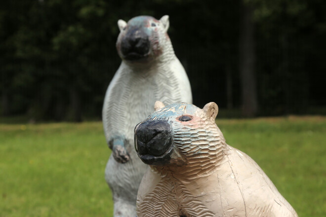 Alsungas novadā ir audzētava ar 36 murkšķiem.