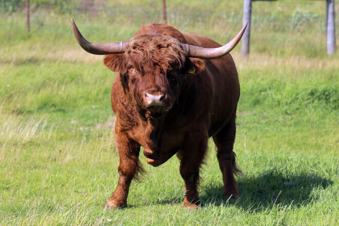 Netālu no Kuldīgas Īvandes pagastā esošo Pilskalnu daudzu simtu hektāru teritoriju apsaimnieko Meinards Mētelis