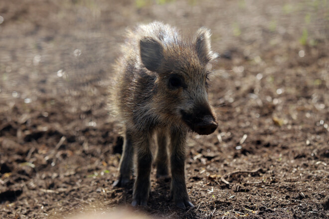 Netālu no Kuldīgas Īvandes pagastā esošo Pilskalnu daudzu simtu hektāru teritoriju apsaimnieko Meinards Mētelis