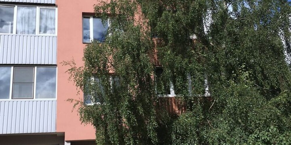 Kaimiņu kašķi Liepājā: kā likvidēt "neērtos" kokus, kas laupa saules gaismu?